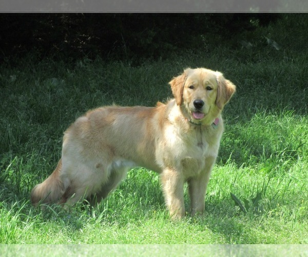 Medium Photo #1 Golden Retriever Puppy For Sale in MCKINNEY, TX, USA