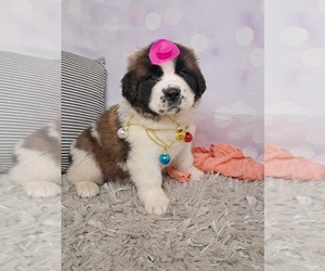 Saint Bernard Puppy for sale in SUGARCREEK, OH, USA