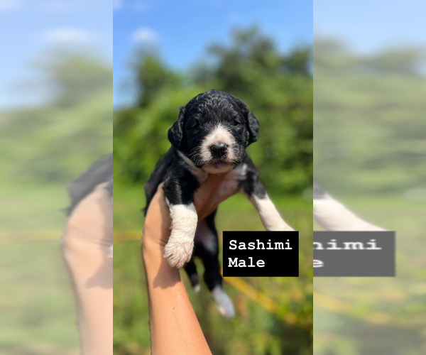 Medium Photo #6 Aussiedoodle Puppy For Sale in OLYMPIA, WA, USA