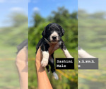 Puppy 5 Aussiedoodle