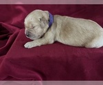 Small #4 Golden Retriever