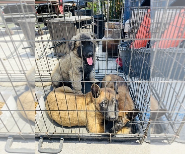Medium Photo #3 Belgian Malinois Puppy For Sale in GARDENA, CA, USA