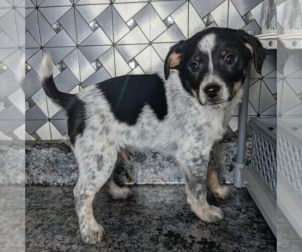 Medium Photo #2 Jack-Rat Terrier Puppy For Sale in GOSHEN, IN, USA