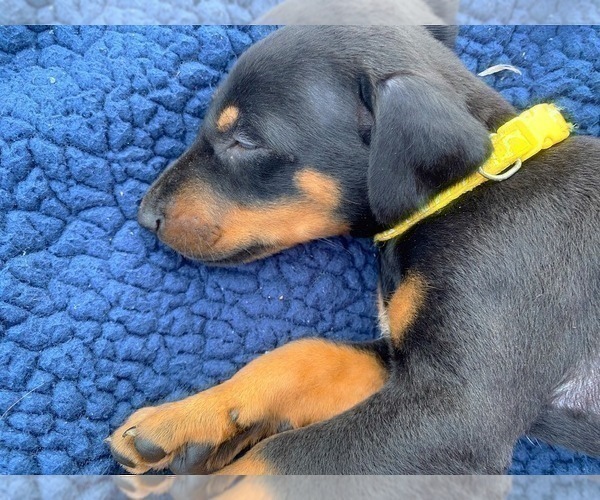 Medium Photo #16 Doberman Pinscher Puppy For Sale in MILL SPRING, NC, USA