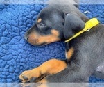 Small Photo #16 Doberman Pinscher Puppy For Sale in MILL SPRING, NC, USA