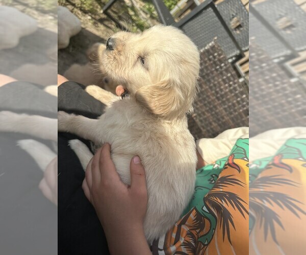 Medium Photo #9 Golden Retriever Puppy For Sale in CHARLES TOWN, WV, USA