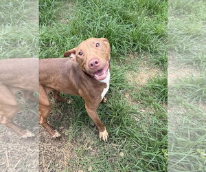Rollo - Male Labrador Retriever-Staffordshire Bull Terrier Mix Dog for Adoption - Photo #3