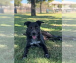 Small Photo #2 Border Collie-Unknown Mix Puppy For Sale in Canton, CT, USA