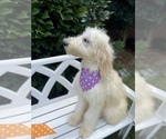 Small Photo #3 Goldendoodle Puppy For Sale in GAFFNEY, SC, USA