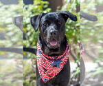 Small Labrador Retriever Mix