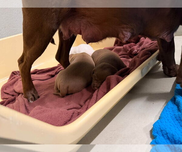 Medium Photo #2 Chocolate Labrador retriever-Unknown Mix Puppy For Sale in Holly Springs, NC, USA