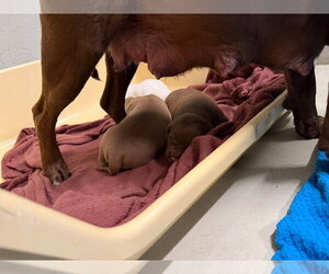 Mama Graham - Female Chocolate Labrador retriever-Unknown Mix Dog for Adoption - Photo #2