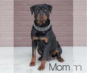 Mother of the Rottweiler puppies born on 10/03/2021