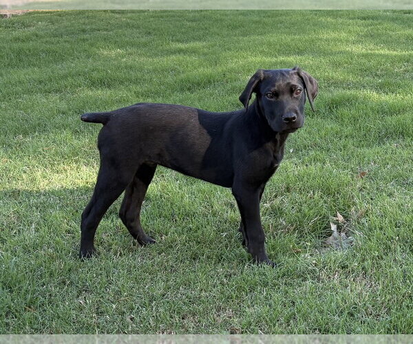 Medium Photo #3 Labrador Retriever-Unknown Mix Puppy For Sale in Boston, MA, USA
