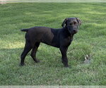 Small #2 Labrador Retriever Mix