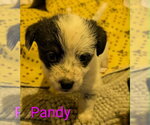 Small #3 Doxle