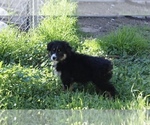 Small Photo #23 Australian Shepherd Puppy For Sale in ACTON, CA, USA