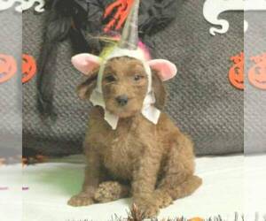 Goldendoodle Puppy for sale in NEW HOLLAND, PA, USA