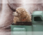 Puppy 1 Poodle (Toy)