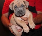 Small Photo #4 Boerboel Puppy For Sale in HOLLYWOOD, FL, USA