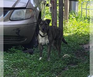 American Staffordshire Terrier-Unknown Mix Dogs for adoption in San Antonio, TX, USA