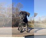 Small #16 Huskies -Labrador Retriever Mix