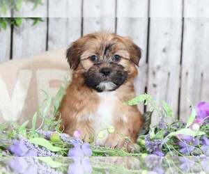 Shorkie Tzu Puppy for sale in MOUNT VERNON, OH, USA
