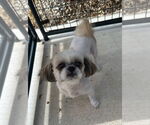 Small #2 Shih Tzu