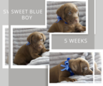 Small Photo #5 Labrador Retriever Puppy For Sale in DEMING, NM, USA
