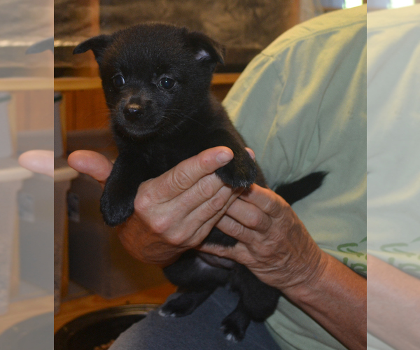 Medium Photo #4 Schipperke Puppy For Sale in SEYMOUR, MO, USA