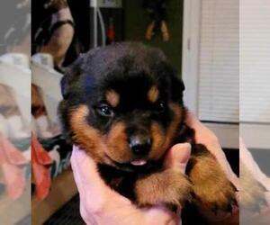 Rottweiler Puppy for sale in SCOTTSDALE, AZ, USA
