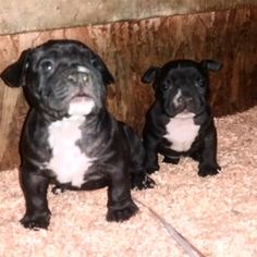 American Bully Puppy for sale in BETHLEHEM, PA, USA