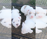 Small #5 American Bully