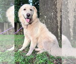 Small Photo #5 Great Pyrenees Puppy For Sale in Spring, TX, USA
