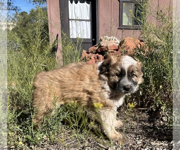 Medium Photo #6 Border Collie-Shiloh Shepherd Mix Puppy For Sale in SEDONA, AZ, USA