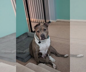 IZZY (prev. Marley) - Female American Bulldog-Unknown Mix Dog for Adoption - Photo #2