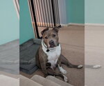 Small #1 American Bulldog Mix