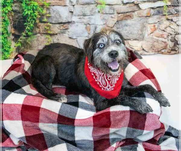 Medium Photo #7 Mutt Puppy For Sale in Kennesaw, GA, USA