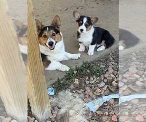 Medium Pembroke Welsh Corgi