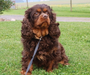 Father of the Cavapoo puppies born on 05/08/2025