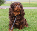 Small Photo #1 Cavapoo Puppy For Sale in THORP, WI, USA