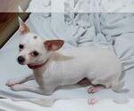 Small Photo #4 Chihuahua Puppy For Sale in COTTLEVILLE, MO, USA