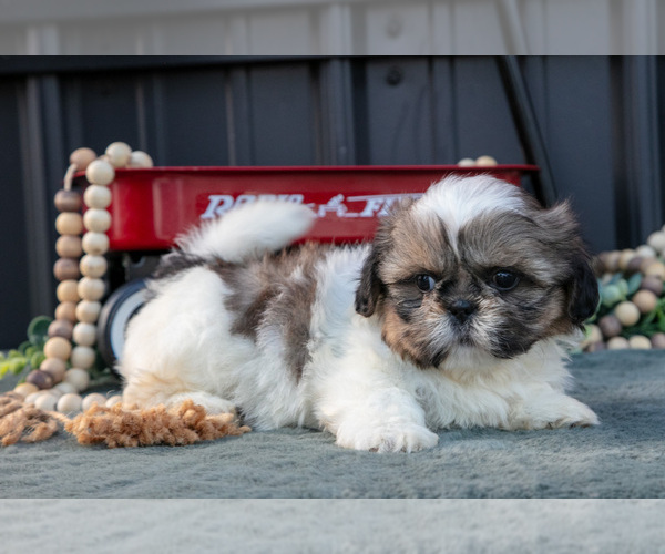 Medium Photo #21 Shih Tzu Puppy For Sale in CLARE, MI, USA