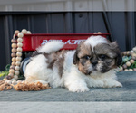 Small #1 Shih Tzu