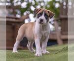 Small #4 Boxer Mix