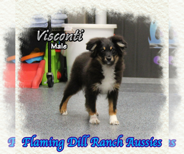 Medium Photo #1 Miniature Australian Shepherd Puppy For Sale in FORESTBURG, TX, USA