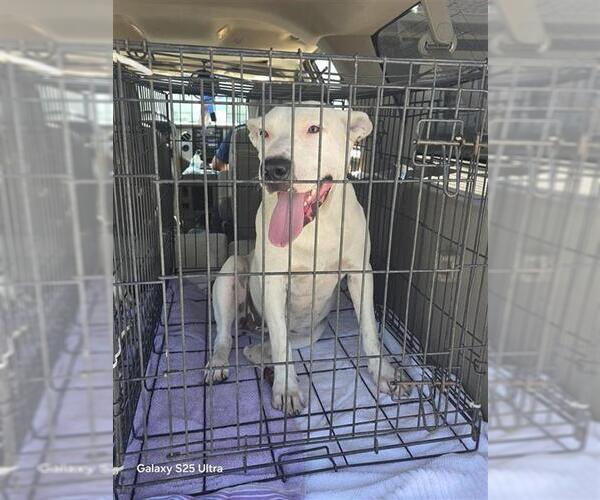 Medium Photo #1 Labrador Retriever-Unknown Mix Puppy For Sale in San Antonio, TX, USA