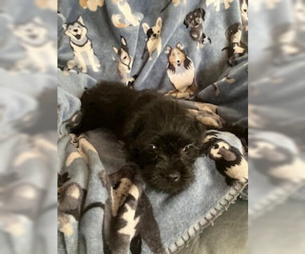 Medium Photo #2 Pug-Shih Tzu Mix Puppy For Sale in Lakewood, CO, USA