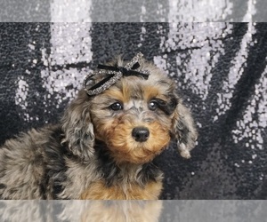 Doberman Pinscher Puppy for sale in WARSAW, IN, USA