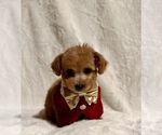 Small #3 Poodle (Toy)